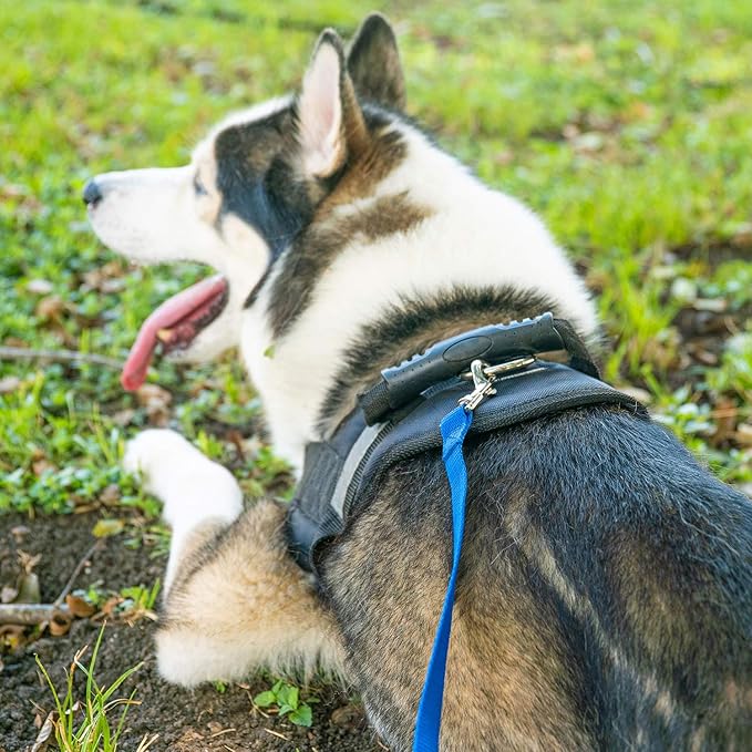 Hi Kiss Dog/Puppy Obedience Recall Training Agility Lead/ Leash - 15ft 20ft - Image 5
