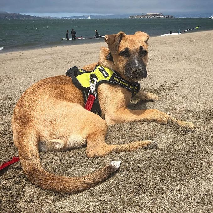 rabbitgoo Dog Harness No Pull - Image 8