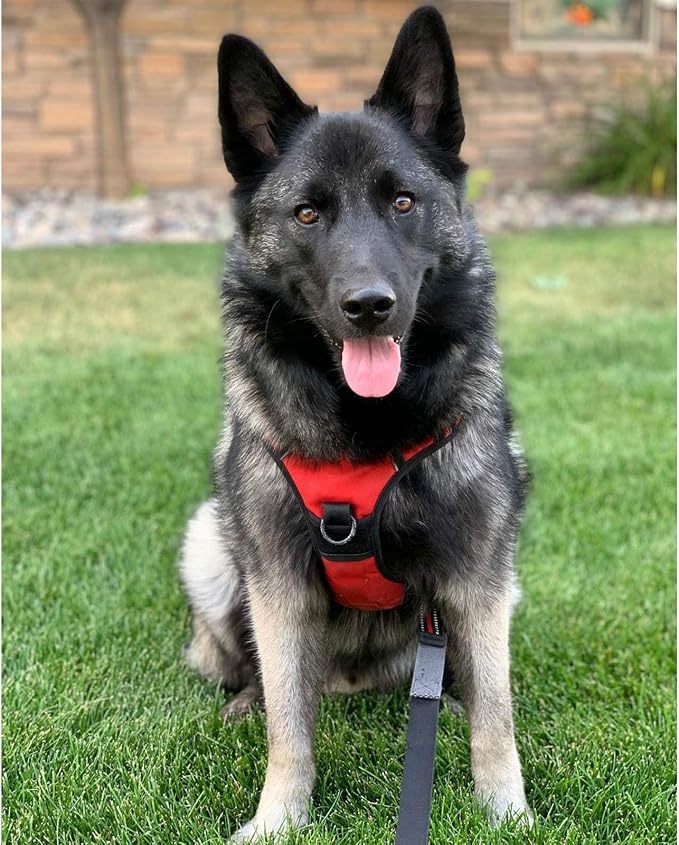 rabbitgoo Dog Harness No Pull - Image 9