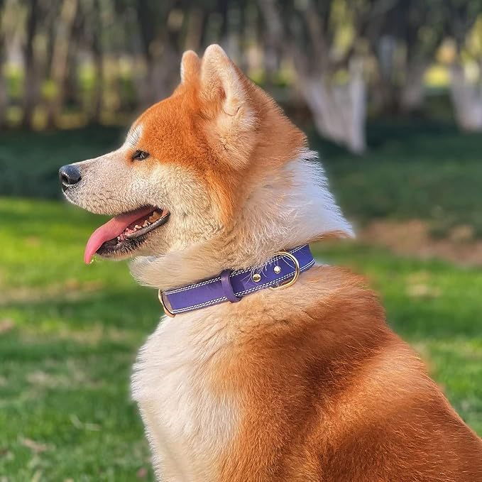 Genuine Leather Dog Collar, Heavy Duty Wide Dog Collar - Image 3