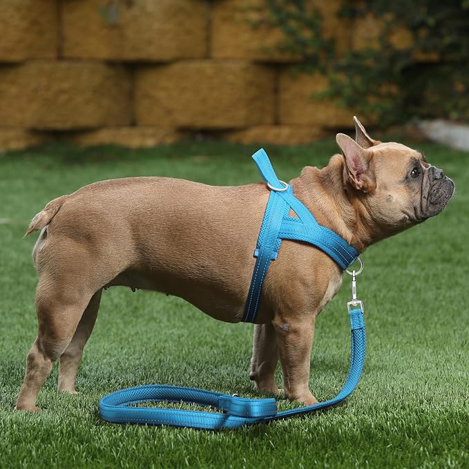 Plutus Pet No Pull Dog Harness - Image 5