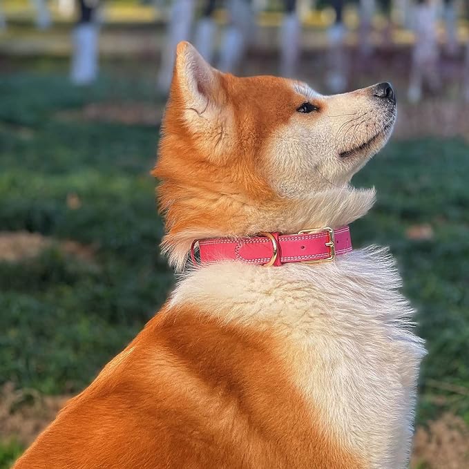 Genuine Leather Dog Collar, Heavy Duty Wide Dog Collar - Image 3