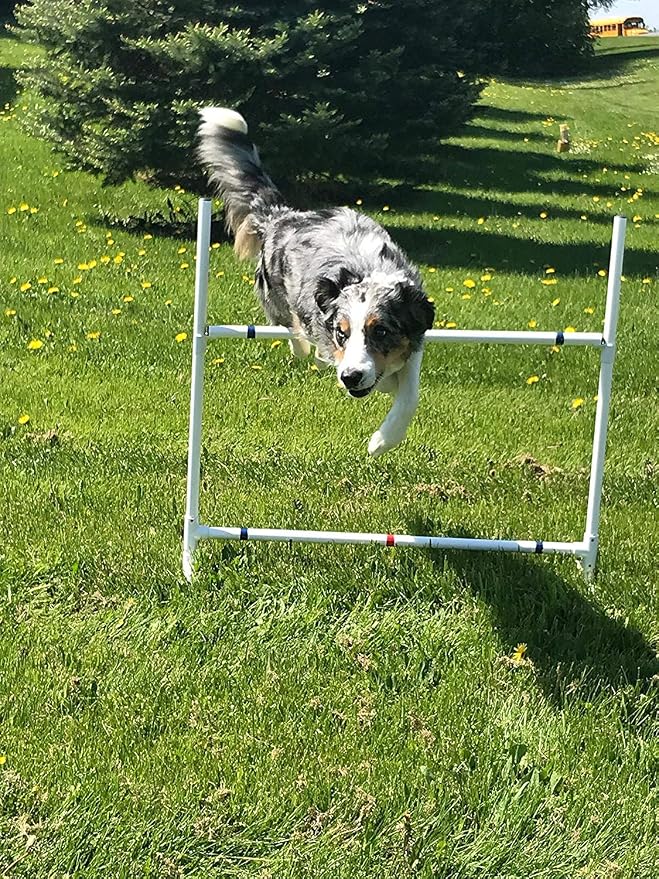 Dog Agility Equipment Single Bar Jumps | Set of 2 Jumps by The+Dog+Agility+Shop%C2%AE