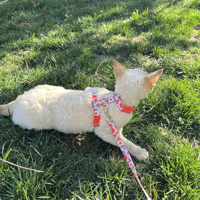 azuza Cat Harness and Leash Set - Image 5