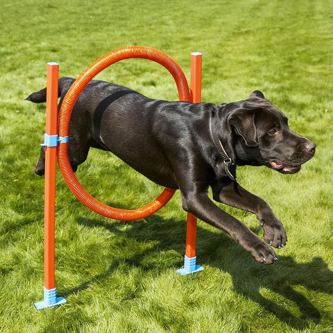 Agility Hoop Jump - Image 2