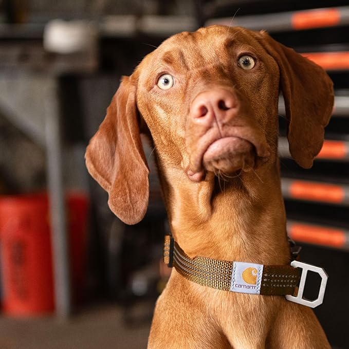 Carhartt Nylon Webbing Dog Collar, Fully Adjustable W/Durable Side Release - Image 4