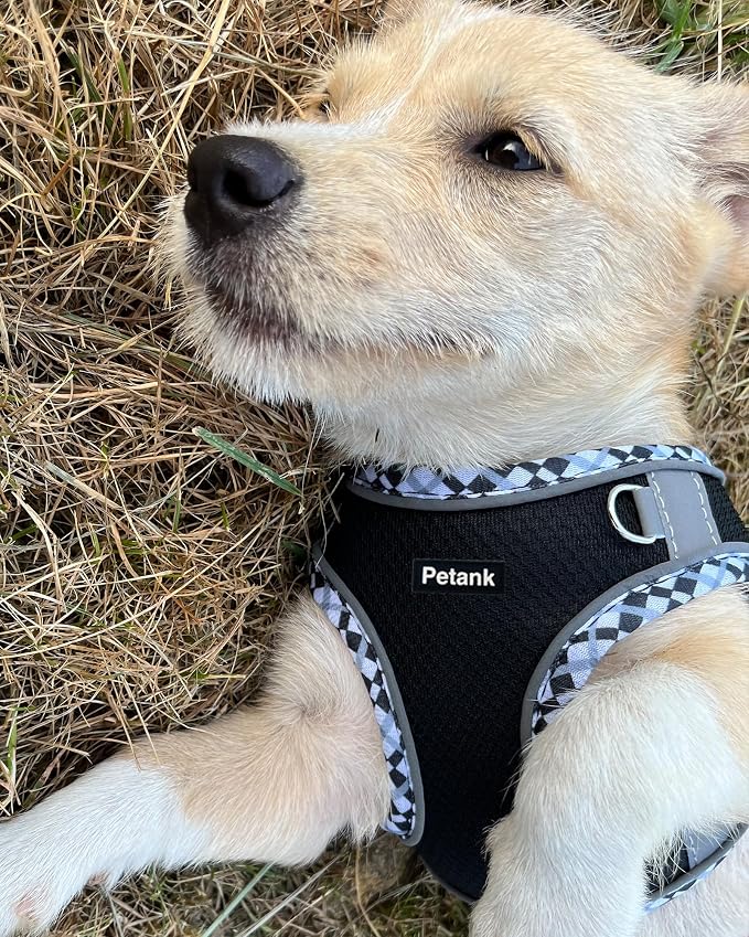 Petank Dog Harness for Small Medium Dogs No Pull, Puppy Harness and Leash Set - Image 2