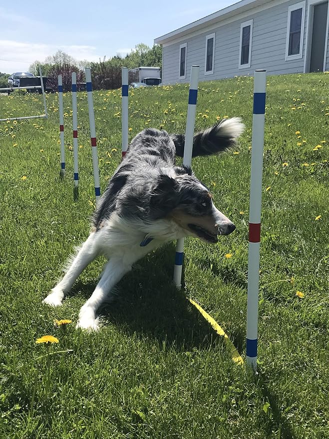 The Dog Agility Shop Set of 12 Weave Poles, Dog Agility Training Equipment by The+Dog+Agility+Shop%C2%AE